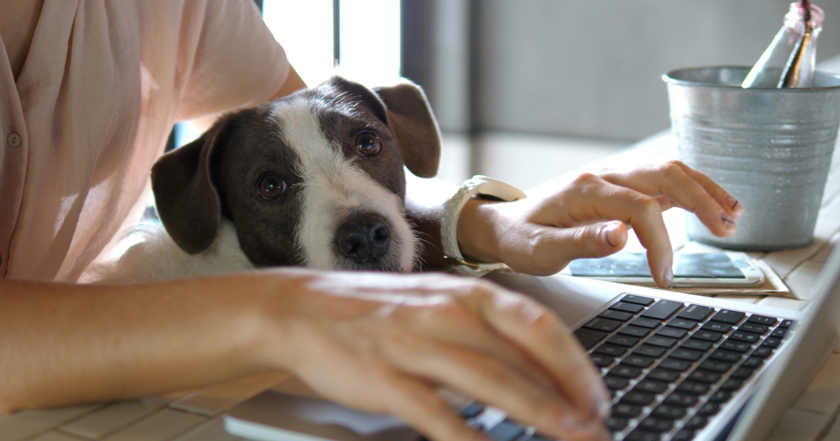 Hund på kontor – vad ska man tänka på?